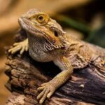 Traveling with Your Bearded Dragon: A Guide to Stress-Free Trips