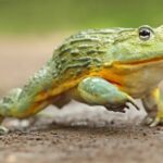 Are African Bullfrogs Suitable as Pets?